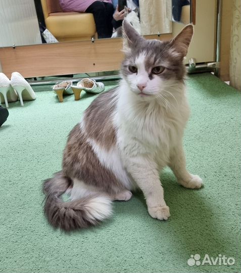 Продаю кота