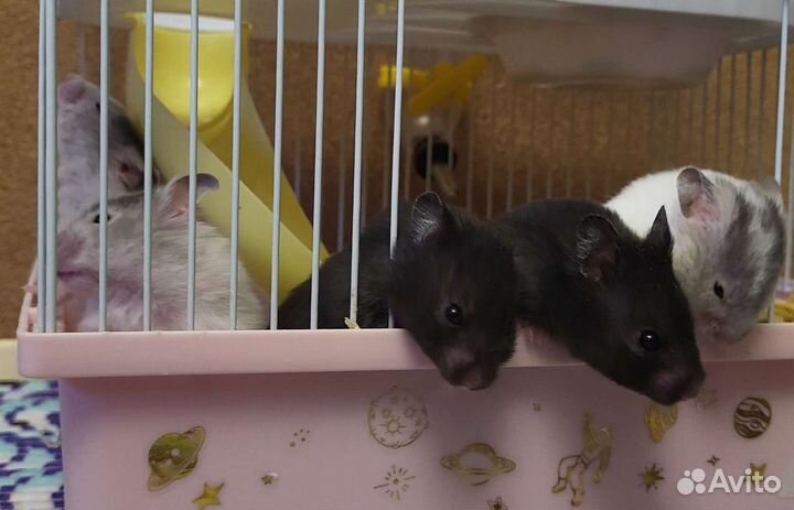 Джунгарский хомяк маленький