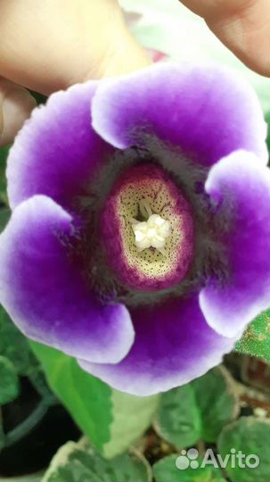 Глоксиния семяна смесь сортов самовывоз