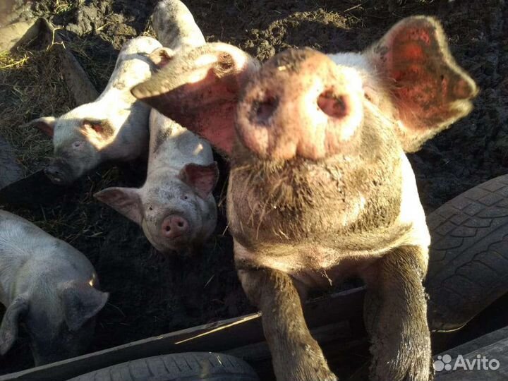 Хрячки - молодцы