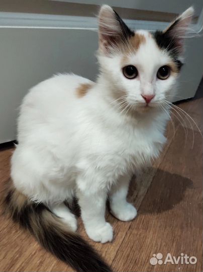 Красавица киса