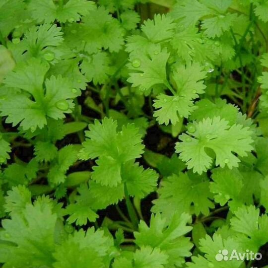 Кинза зелень