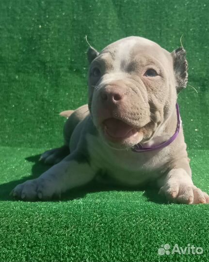 Американский булли покет