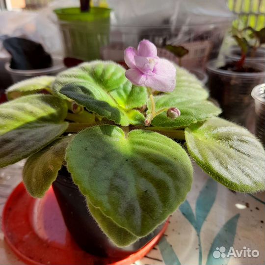 Детка фиалки с цветом