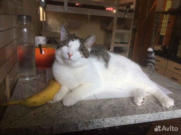 Кошки-слепышки Лиза и Лиля