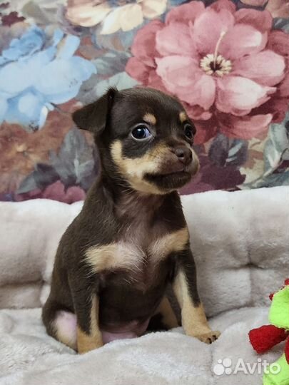 Мальчик тойчик РКФ