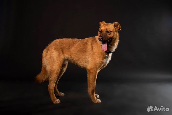 Красивая собака в добрые руки