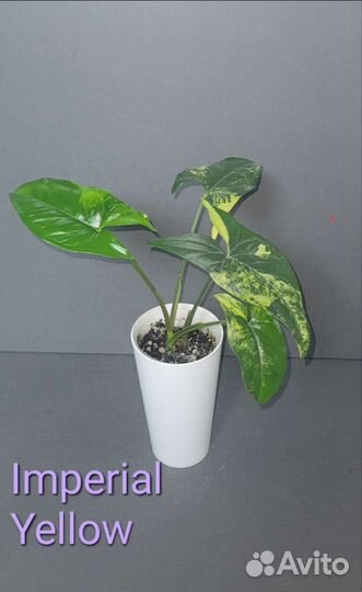 Сингониумы сортовые