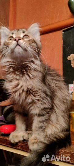 Котята сибирской кошки