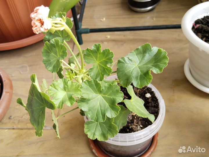 Пеларгония герань сортовая