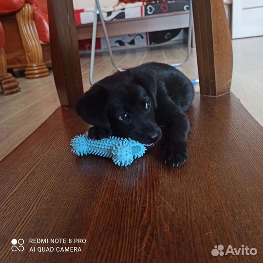 Маленькая собачка