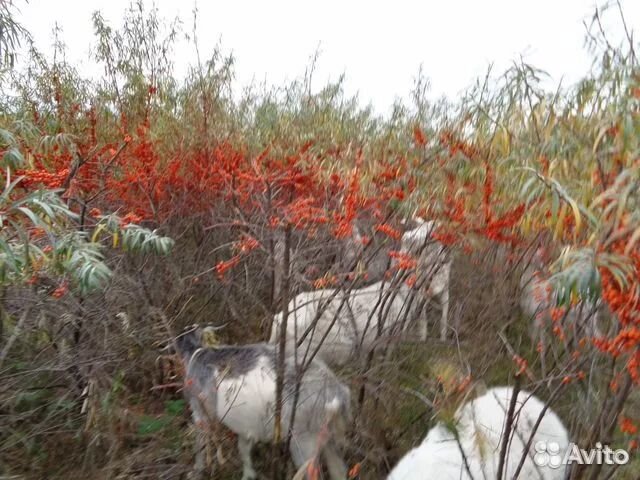 Ферма натуральных продуктов и коттедж