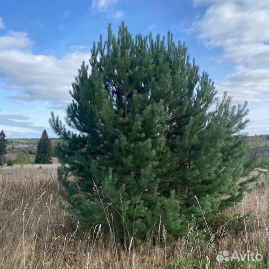 Сосна обыкновенная