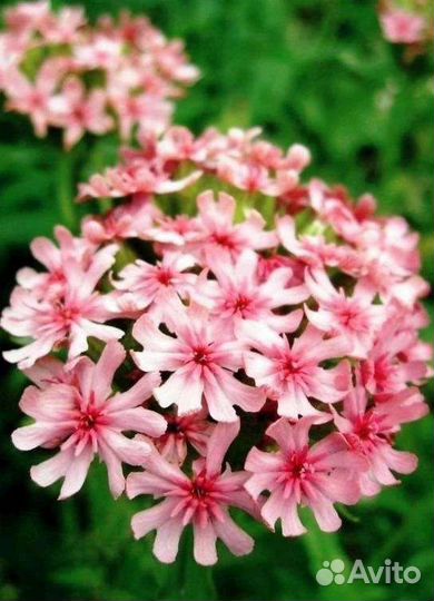 Многолетние цветы : семена и корни