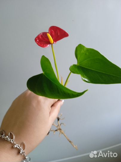 Разные комнатные растения