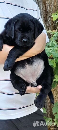 Щенки лабрадора