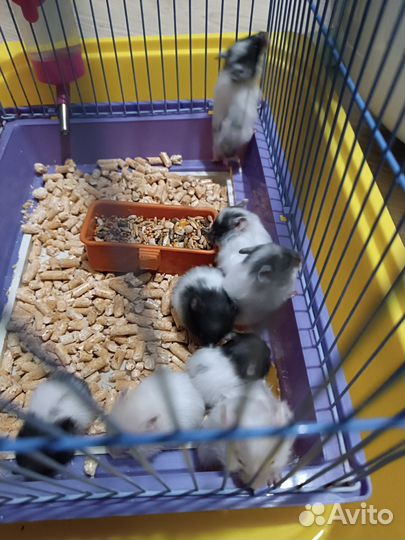 Сирийский хомяк, персики (5шт)