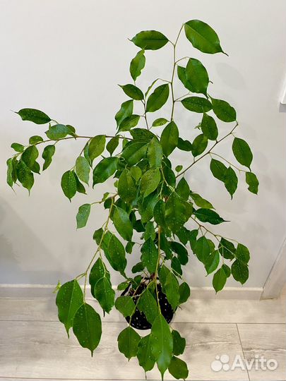 Фикус Экзотика