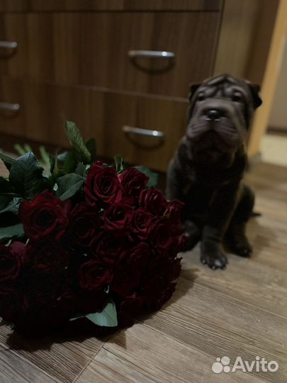 Собака шарпей