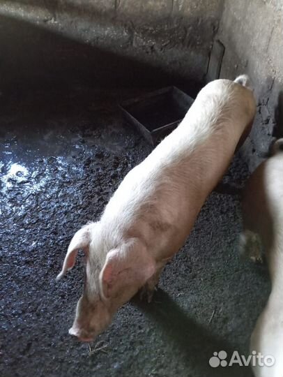 Хряк ландрас