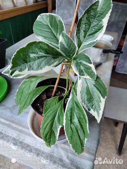 Гортензия крупнолистная саженцы