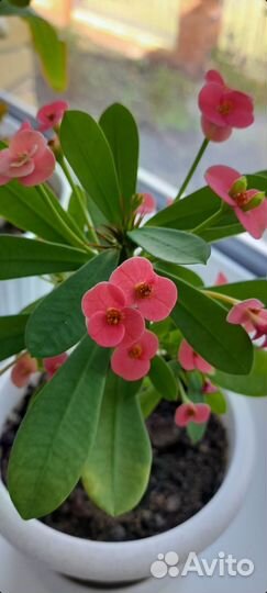 Молочай миля