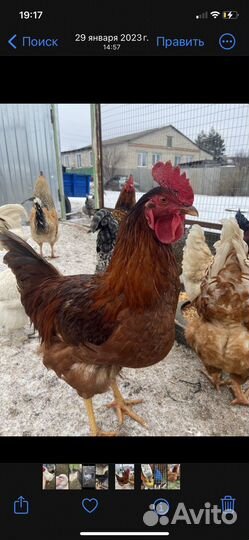 Яйцо на инкубацию