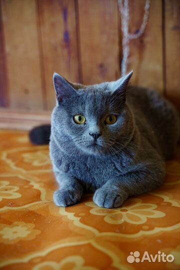 Кот, 3-4 года