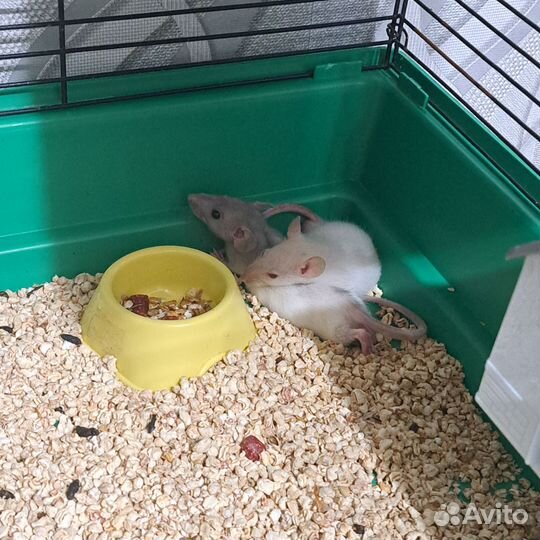 Отдам двух крыс-мальчиков в добрые руки