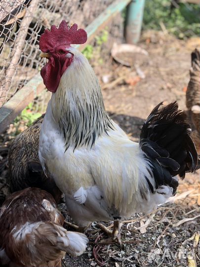 Продается петух