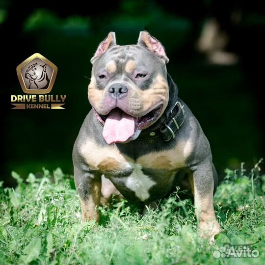 Американский булли вязка