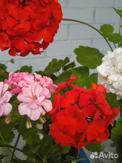 Герани Разные сорта