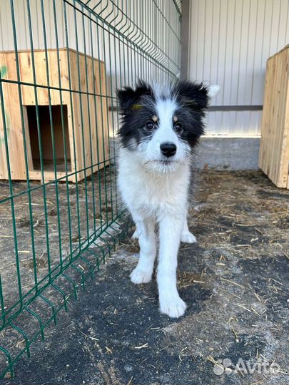 Фенотип австралийской овчарки в поисках дома