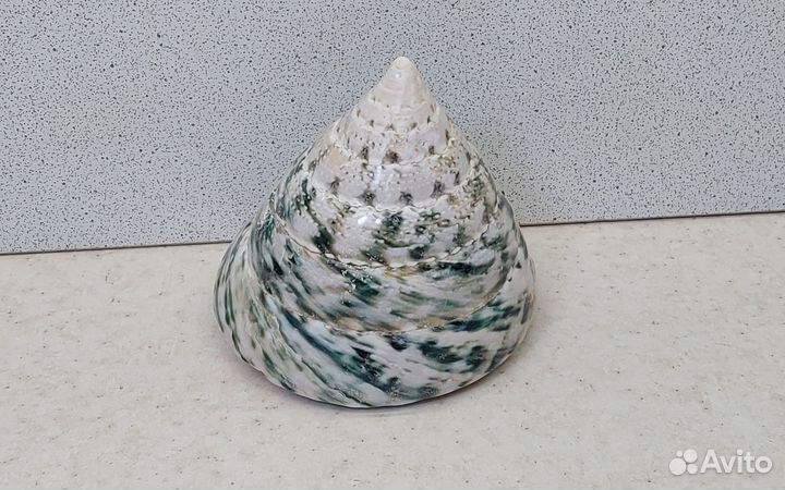 Трохус зеленый 6,9*7,9 морская ракушка