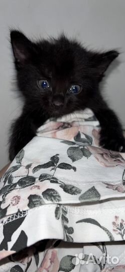 Кошка в дар