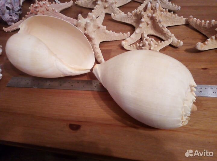 Морская раковина Мело-диадема большая