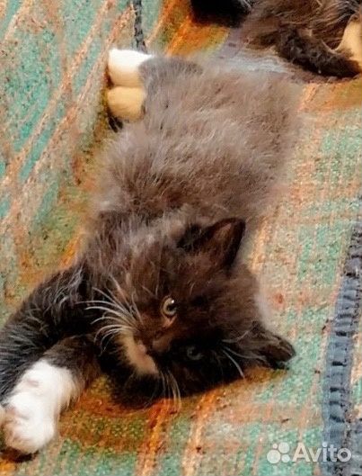 Пушистые котята в добрые руки