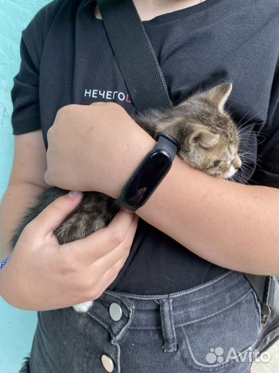 Котята бесплатно