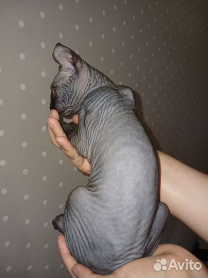 Котята сфинкс эльф