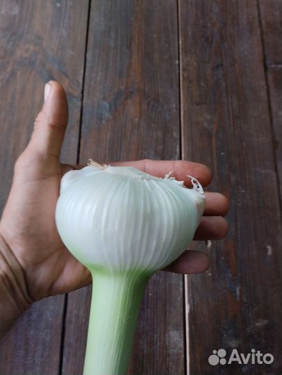 Чеснок рокамболь