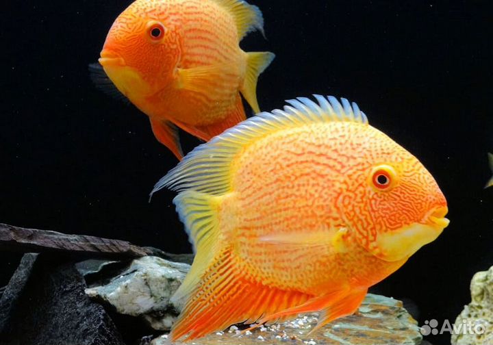 Цихлазома Северум красный жемчуг (Heros severus)