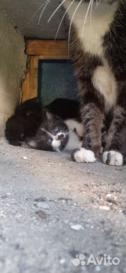 Котята в добрые руки бесплатно