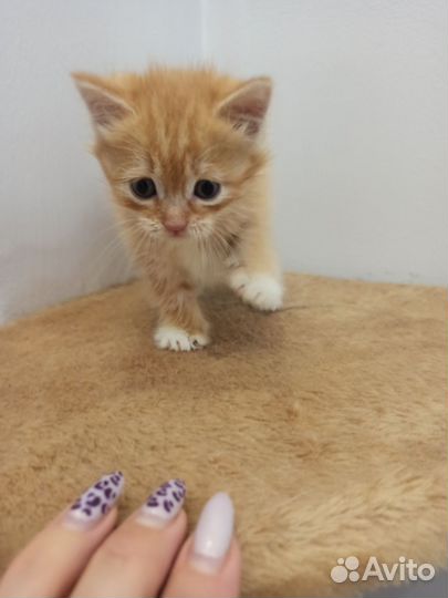 Котенок