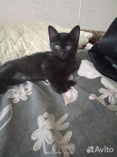 Кошки в добрые руки бесплатно