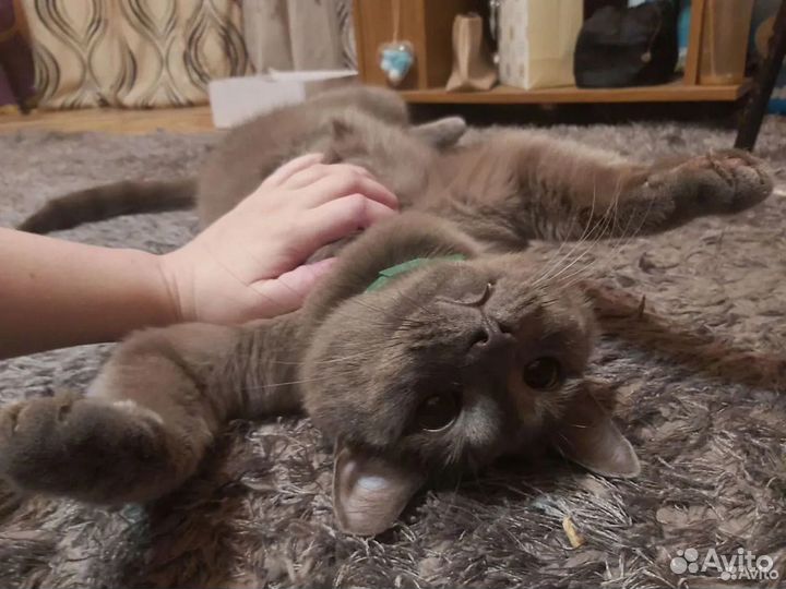 Британец и вислоухая кошечки ищут добрые ручки