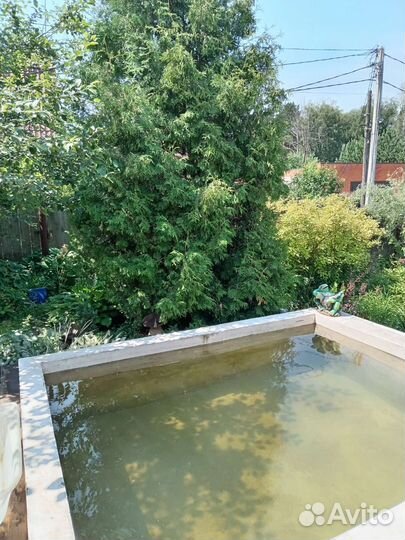 Туя Западная