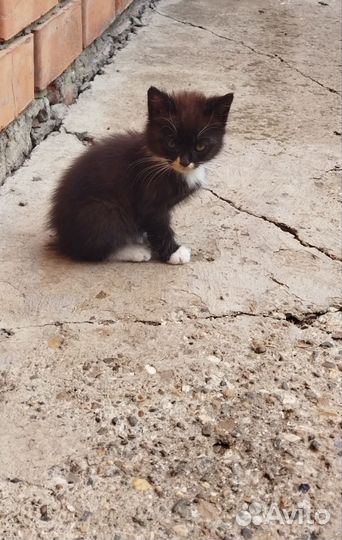 Котята в дар