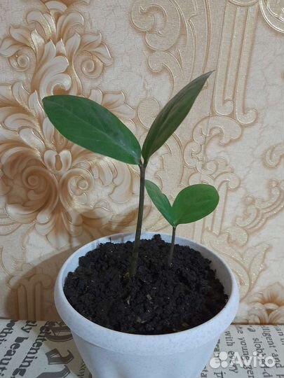 Комнатные цветы