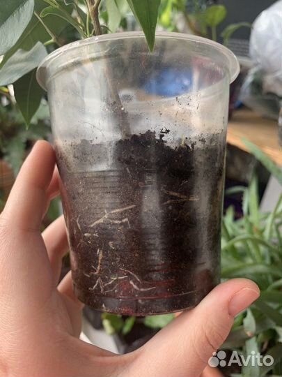 Фикус бенджамина