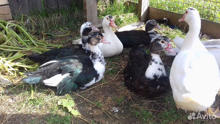 Продаются индоутки